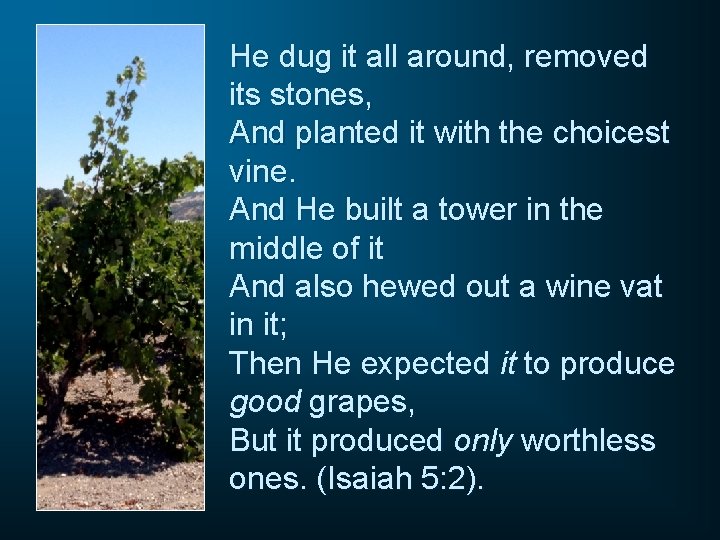 He dug it all around, removed its stones, And planted it with the choicest