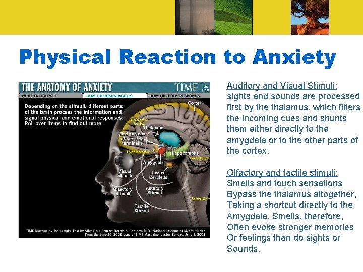 Physical Reaction to Anxiety Auditory and Visual Stimuli: sights and sounds are processed first