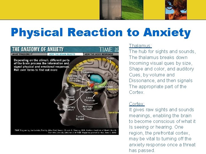 Physical Reaction to Anxiety Thalamus: The hub for sights and sounds, The thalamus breaks