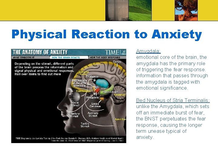 Physical Reaction to Anxiety Amygdala: emotional core of the brain, the amygdala has the