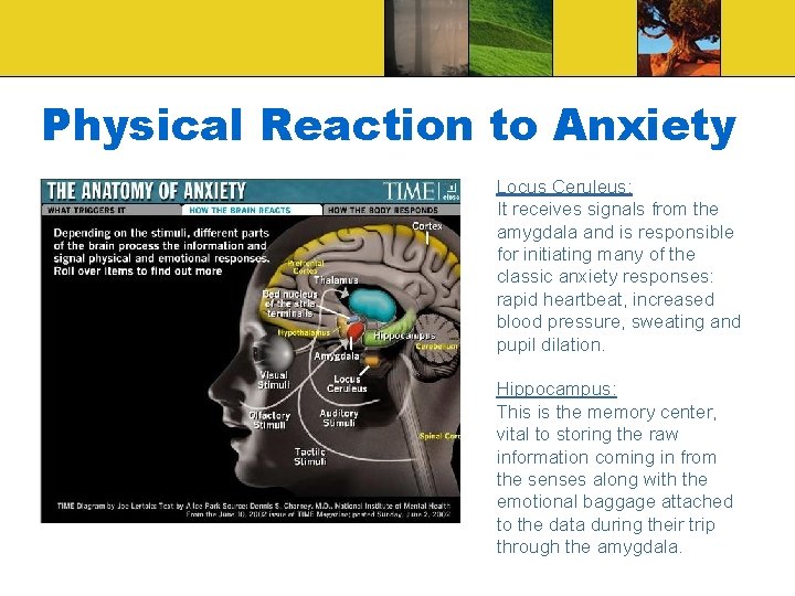 Physical Reaction to Anxiety Locus Ceruleus: It receives signals from the amygdala and is