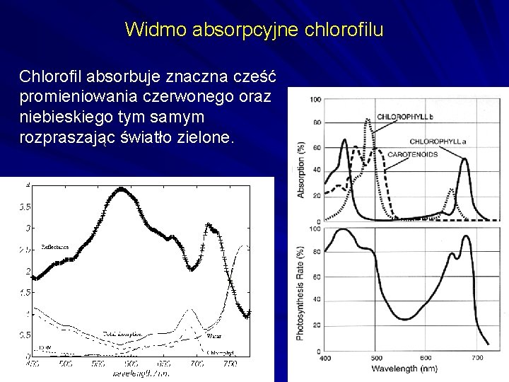 Widmo absorpcyjne chlorofilu Chlorofil absorbuje znaczna cześć promieniowania czerwonego oraz niebieskiego tym samym rozpraszając