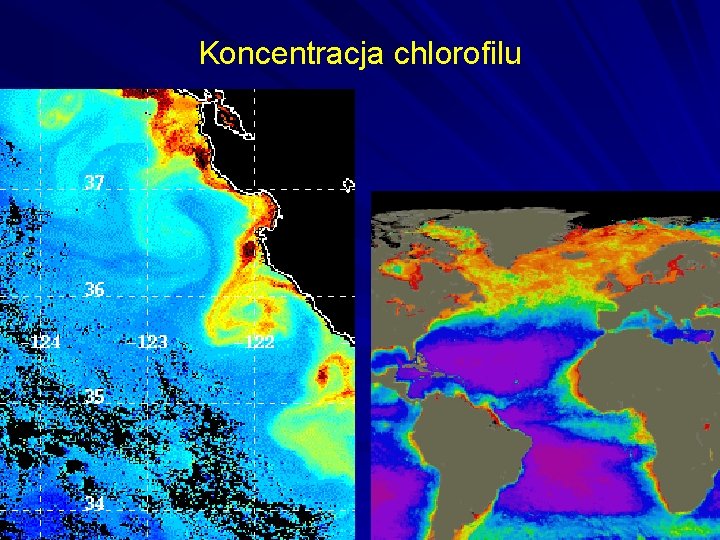 Koncentracja chlorofilu 