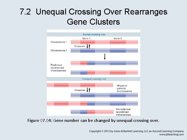 7. 2 Unequal Crossing Over Rearranges Gene Clusters Figure 07. 04: Gene number can