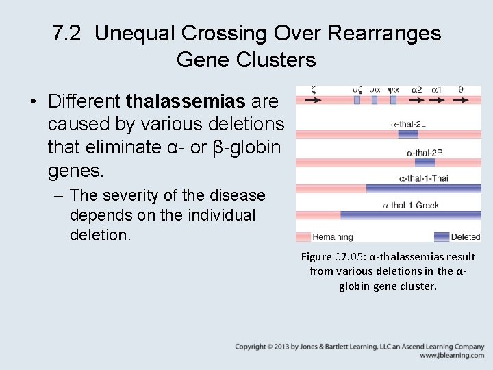 7. 2 Unequal Crossing Over Rearranges Gene Clusters • Different thalassemias are caused by