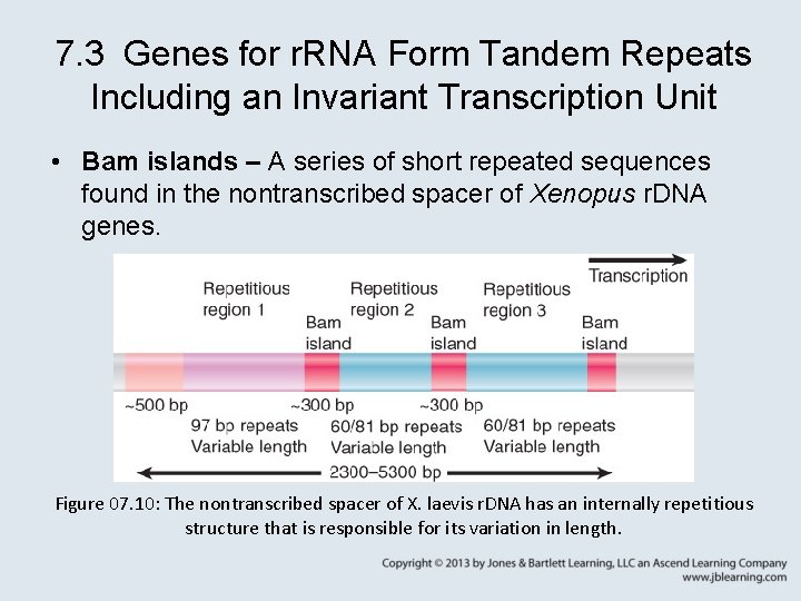 7. 3 Genes for r. RNA Form Tandem Repeats Including an Invariant Transcription Unit