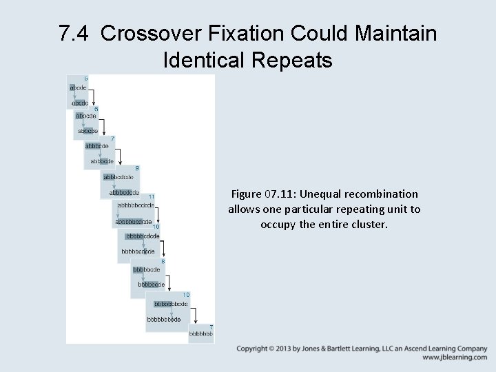 7. 4 Crossover Fixation Could Maintain Identical Repeats Figure 07. 11: Unequal recombination allows