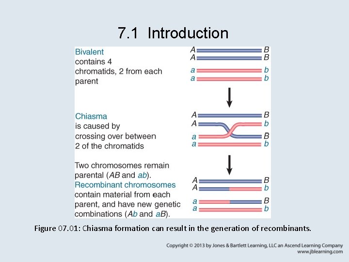 7. 1 Introduction Figure 07. 01: Chiasma formation can result in the generation of
