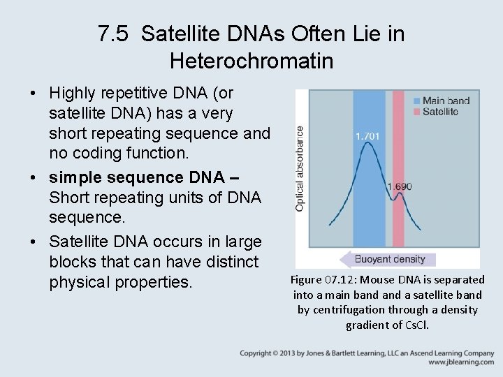 7. 5 Satellite DNAs Often Lie in Heterochromatin • Highly repetitive DNA (or satellite
