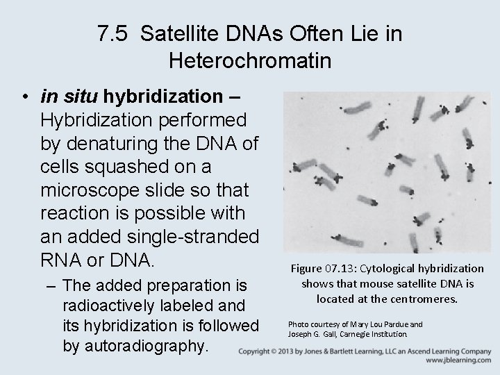 7. 5 Satellite DNAs Often Lie in Heterochromatin • in situ hybridization – Hybridization