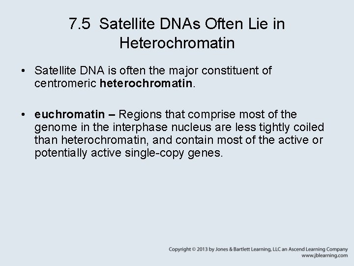 7. 5 Satellite DNAs Often Lie in Heterochromatin • Satellite DNA is often the