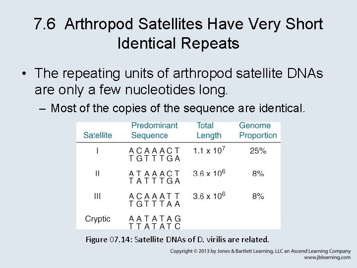 7. 6 Arthropod Satellites Have Very Short Identical Repeats • The repeating units of