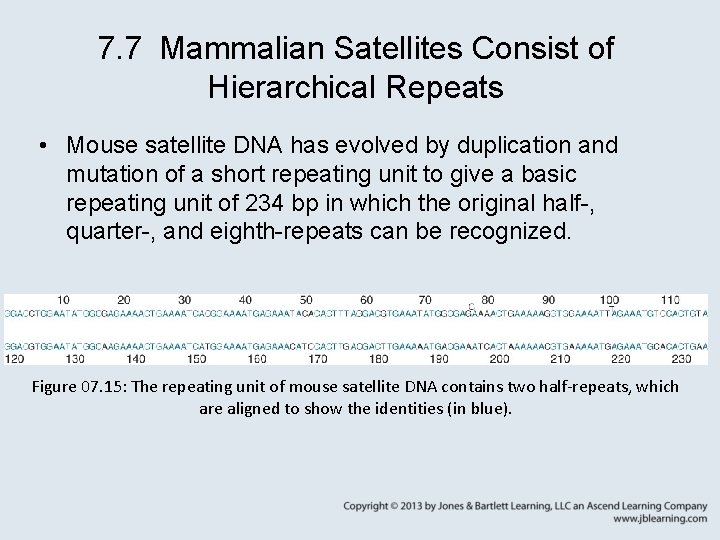 7. 7 Mammalian Satellites Consist of Hierarchical Repeats • Mouse satellite DNA has evolved