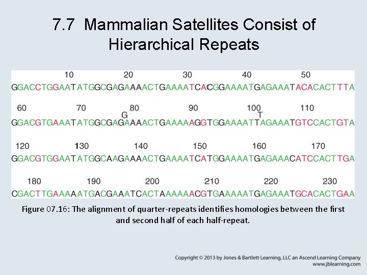7. 7 Mammalian Satellites Consist of Hierarchical Repeats Figure 07. 16: The alignment of