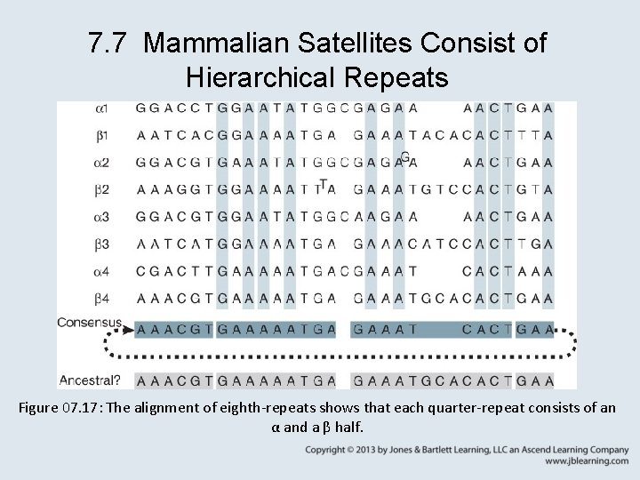 7. 7 Mammalian Satellites Consist of Hierarchical Repeats Figure 07. 17: The alignment of
