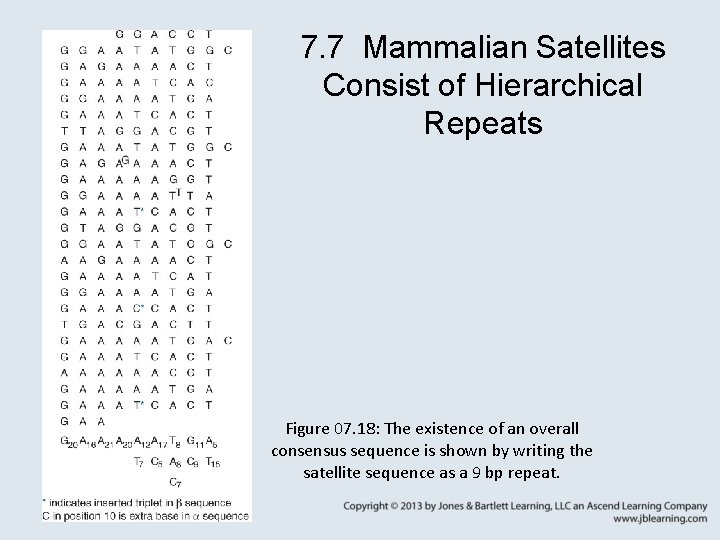 7. 7 Mammalian Satellites Consist of Hierarchical Repeats Figure 07. 18: The existence of