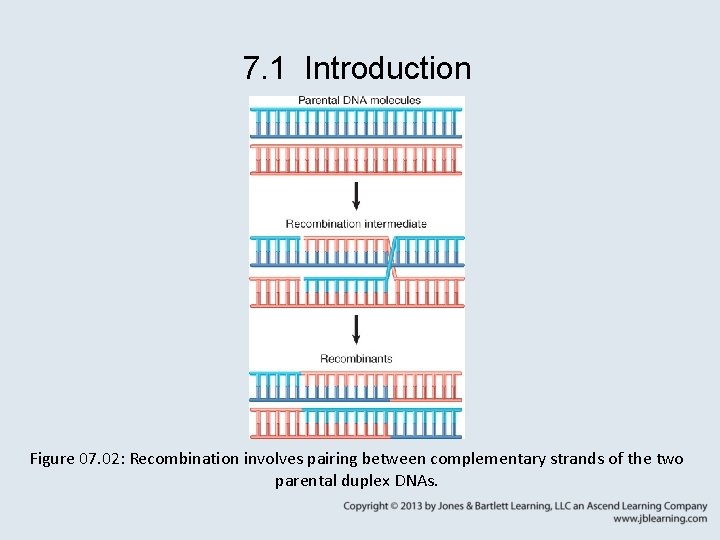 7. 1 Introduction Figure 07. 02: Recombination involves pairing between complementary strands of the