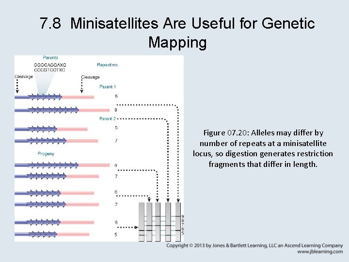 7. 8 Minisatellites Are Useful for Genetic Mapping Figure 07. 20: Alleles may differ