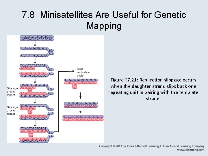 7. 8 Minisatellites Are Useful for Genetic Mapping Figure 07. 21: Replication slippage occurs
