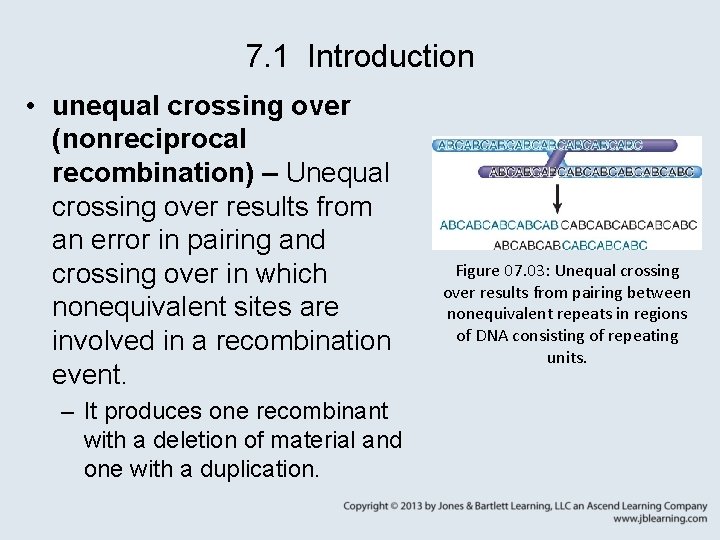 7. 1 Introduction • unequal crossing over (nonreciprocal recombination) – Unequal crossing over results