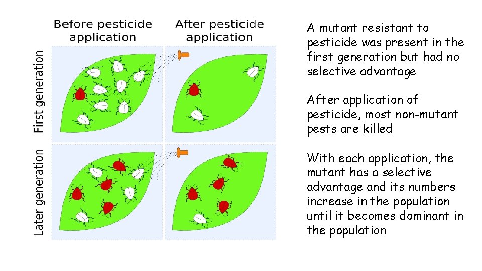 A mutant resistant to pesticide was present in the first generation but had no