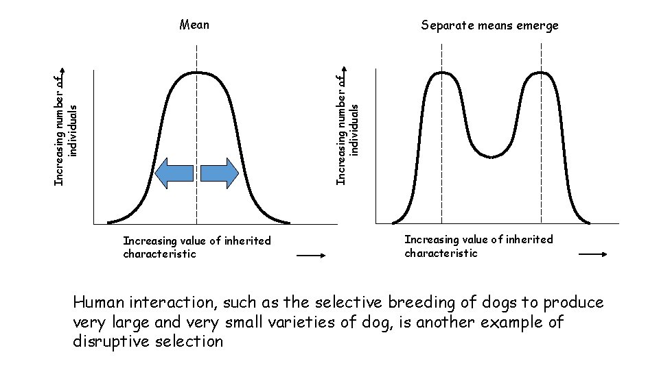 Mean Increasing number of individuals Separate means emerge Increasing value of inherited characteristic Human