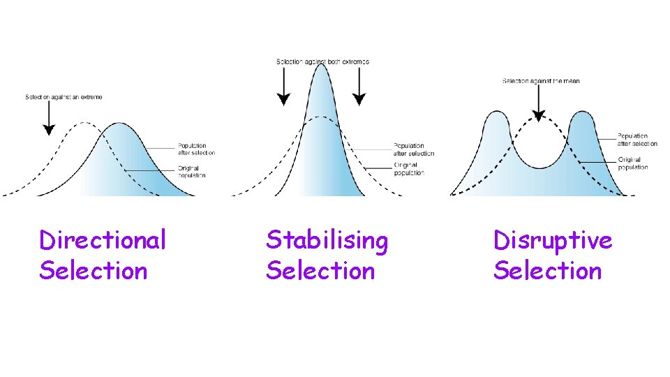 Directional Selection Stabilising Selection Disruptive Selection 