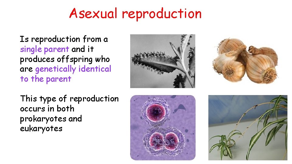 Asexual reproduction Is reproduction from a single parent and it produces offspring who are