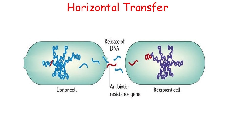 Horizontal Transfer 