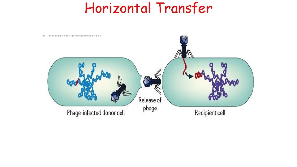 Horizontal Transfer 