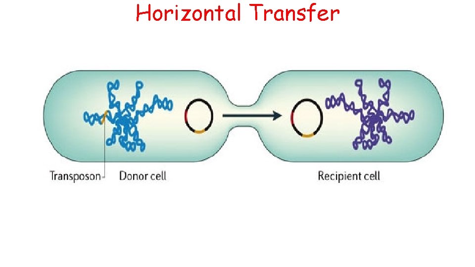 Horizontal Transfer 