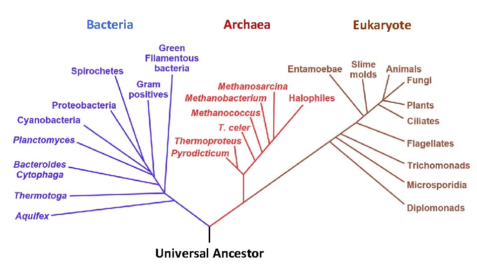 Bacteria Archaea Universal Ancestor Eukaryote 