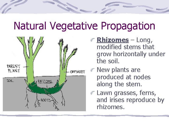 Natural Vegetative Propagation Rhizomes – Long, modified stems that grow horizontally under the soil.