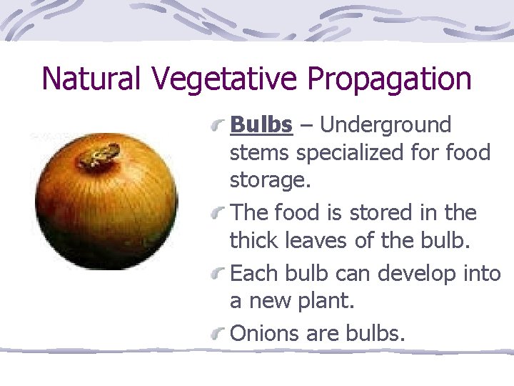 Natural Vegetative Propagation Bulbs – Underground stems specialized for food storage. The food is
