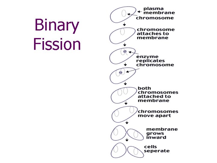 Binary Fission 