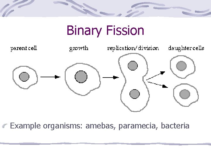 Binary Fission Example organisms: amebas, paramecia, bacteria 