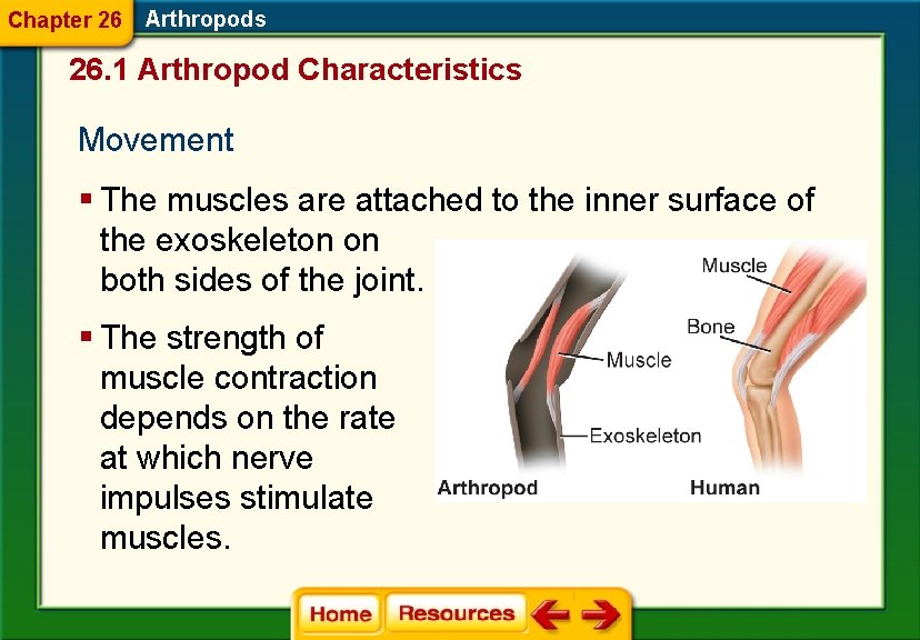 Chapter 26 Arthropods 26. 1 Arthropod Characteristics Movement § The muscles are attached to