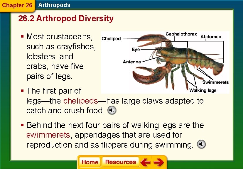 Chapter 26 Arthropods 26. 2 Arthropod Diversity § Most crustaceans, such as crayfishes, lobsters,