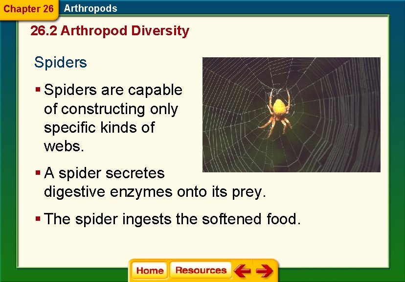 Chapter 26 Arthropods 26. 2 Arthropod Diversity Spiders § Spiders are capable of constructing