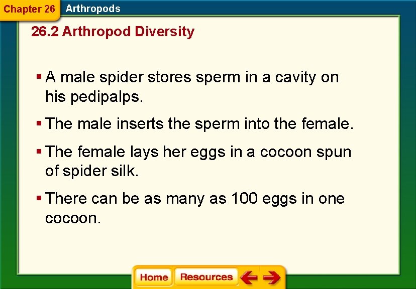 Chapter 26 Arthropods 26. 2 Arthropod Diversity § A male spider stores sperm in