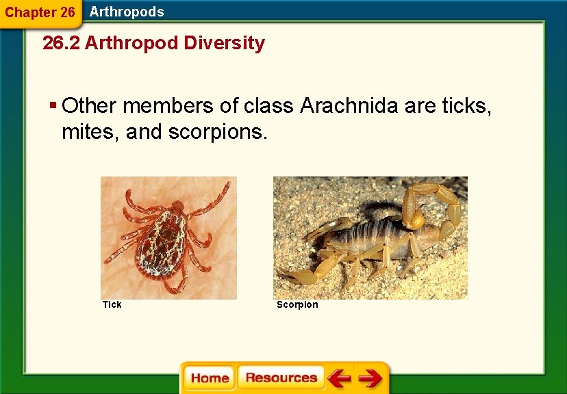 Chapter 26 Arthropods 26. 2 Arthropod Diversity § Other members of class Arachnida are