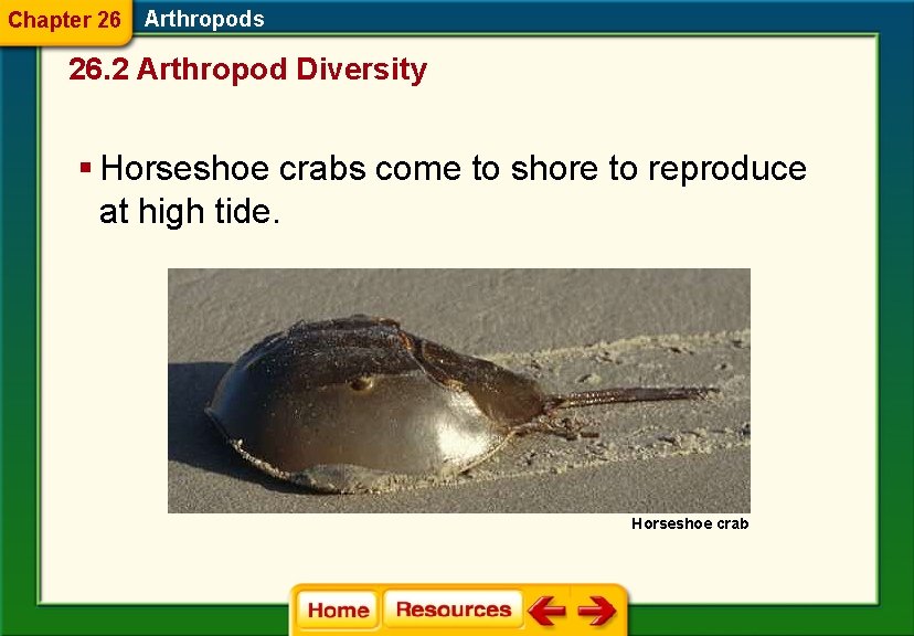 Chapter 26 Arthropods 26. 2 Arthropod Diversity § Horseshoe crabs come to shore to