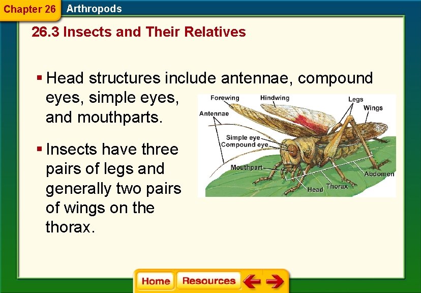 Chapter 26 Arthropods 26. 3 Insects and Their Relatives § Head structures include antennae,