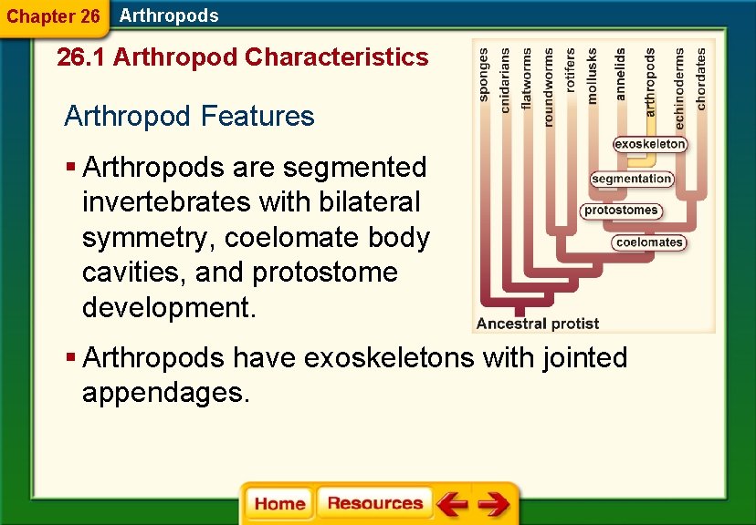 Chapter 26 Arthropods 26. 1 Arthropod Characteristics Arthropod Features § Arthropods are segmented invertebrates