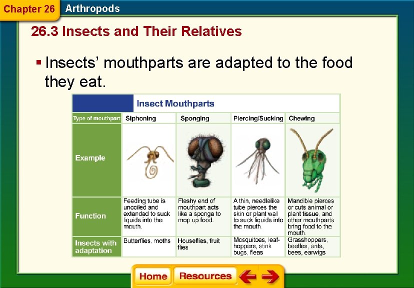 Chapter 26 Arthropods 26. 3 Insects and Their Relatives § Insects’ mouthparts are adapted