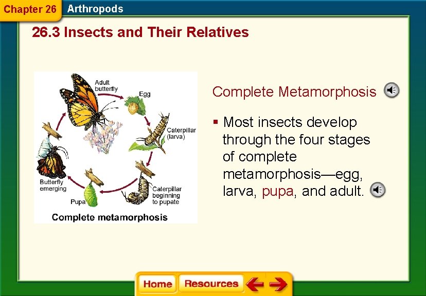 Chapter 26 Arthropods 26. 3 Insects and Their Relatives Complete Metamorphosis § Most insects