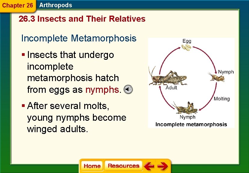 Chapter 26 Arthropods 26. 3 Insects and Their Relatives Incomplete Metamorphosis § Insects that