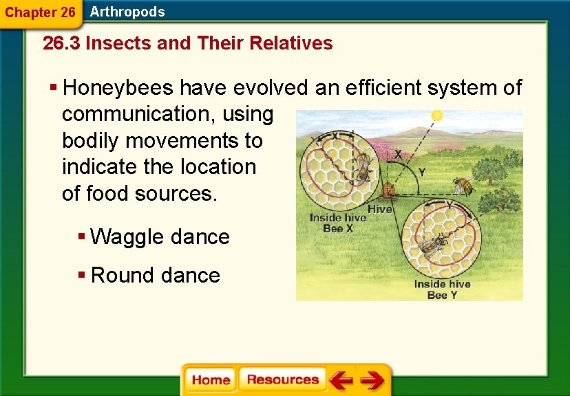 Chapter 26 Arthropods 26. 3 Insects and Their Relatives § Honeybees have evolved an
