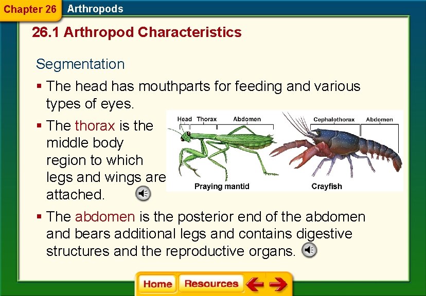 Chapter 26 Arthropods 26. 1 Arthropod Characteristics Segmentation § The head has mouthparts for