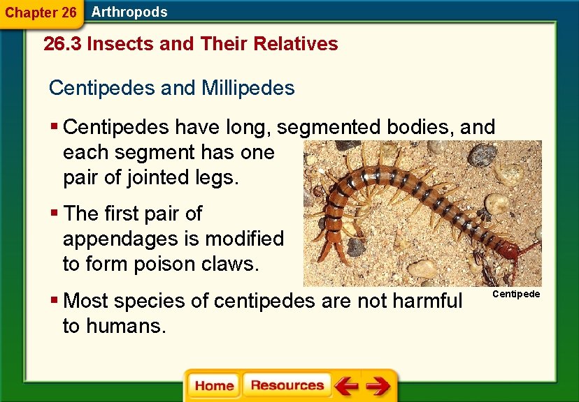 Chapter 26 Arthropods 26. 3 Insects and Their Relatives Centipedes and Millipedes § Centipedes